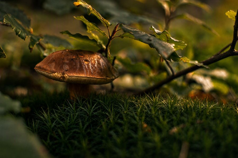 A porcini mushroom in the Beskydy forest near the cottage