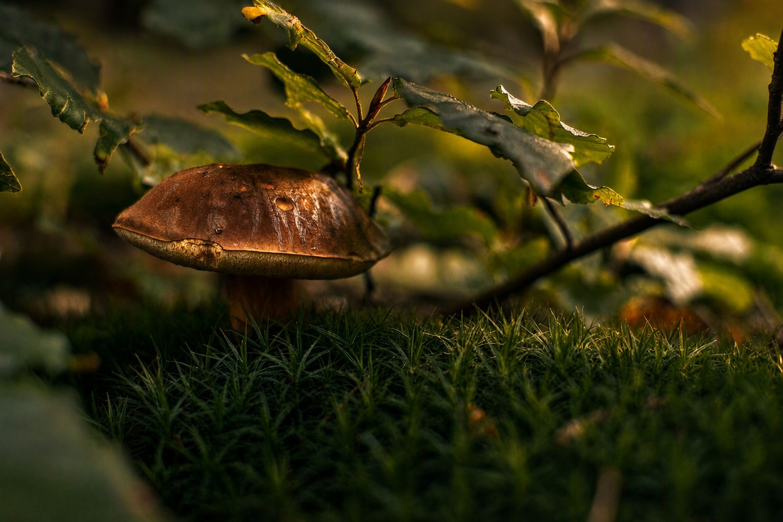 A porcini mushroom in the Beskydy forest near the cottage