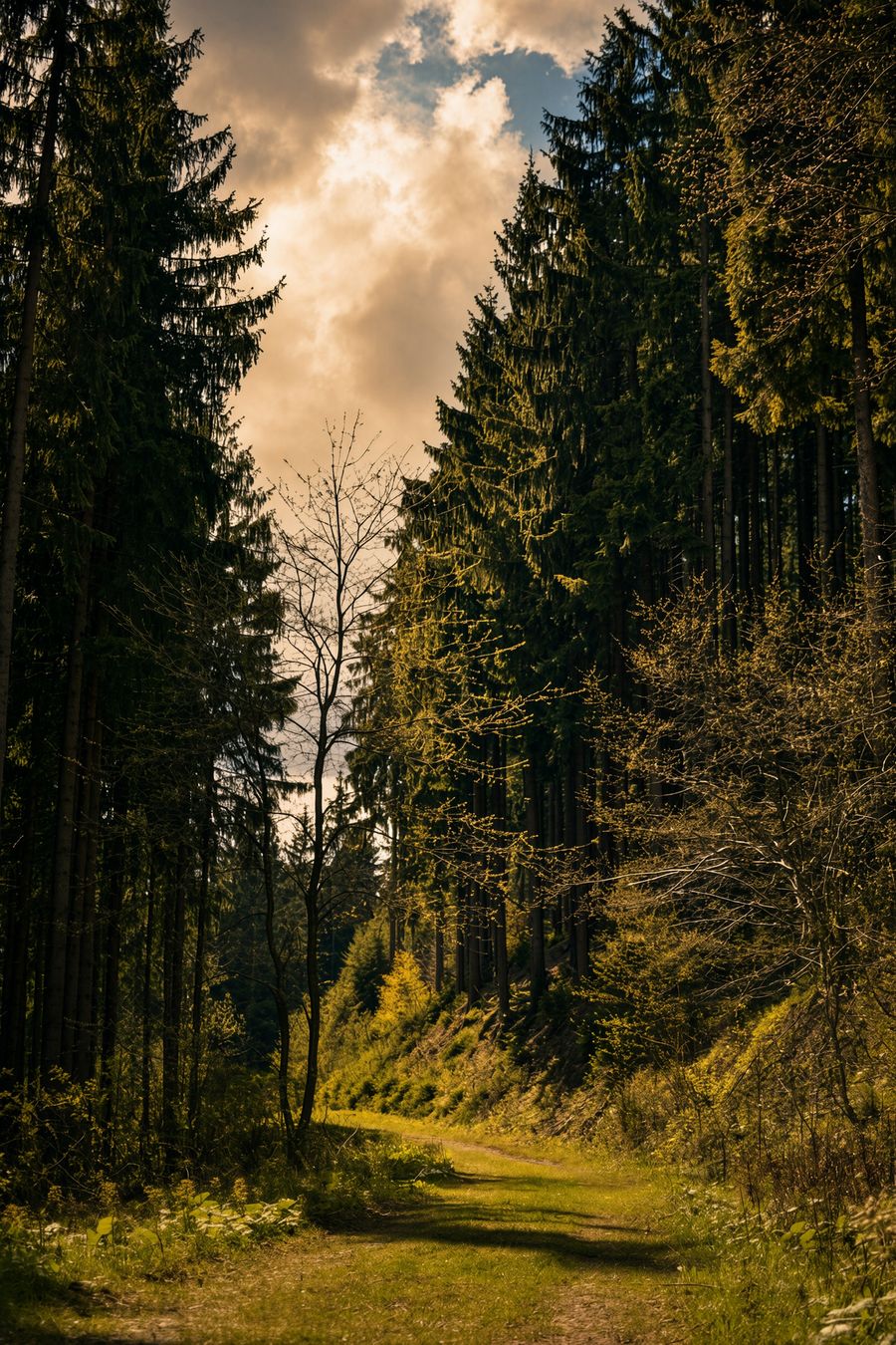Beskydy forest above the Lesková valley