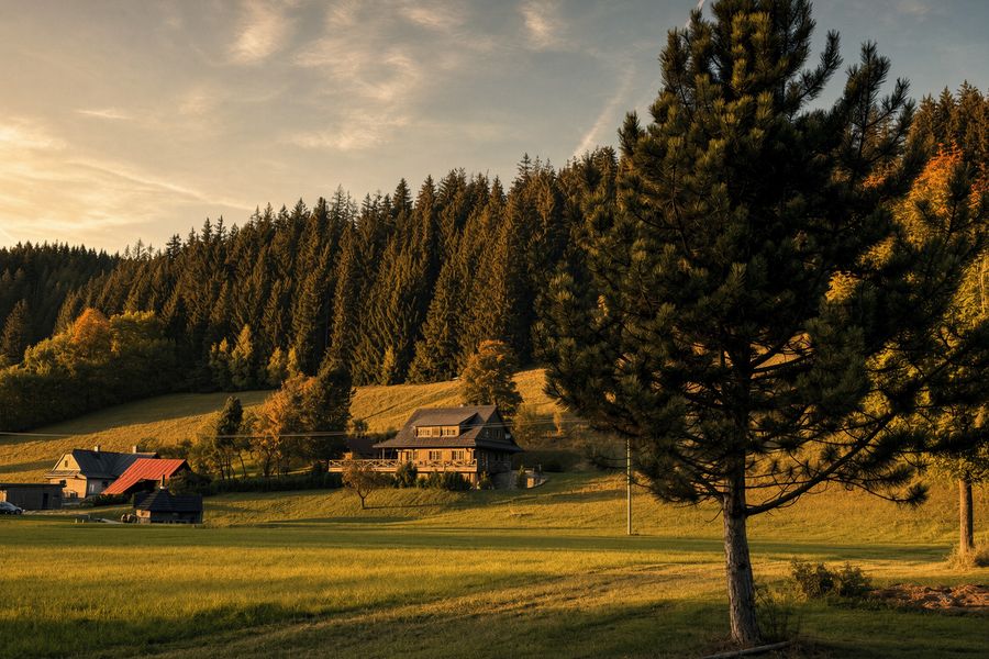The surroundings with a pine tree