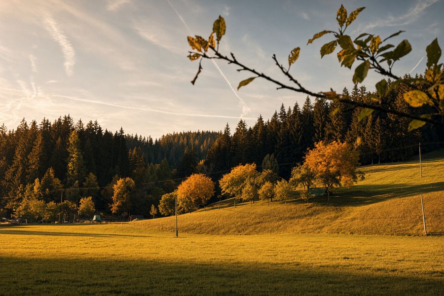 Autumn meadow with forest and mountains